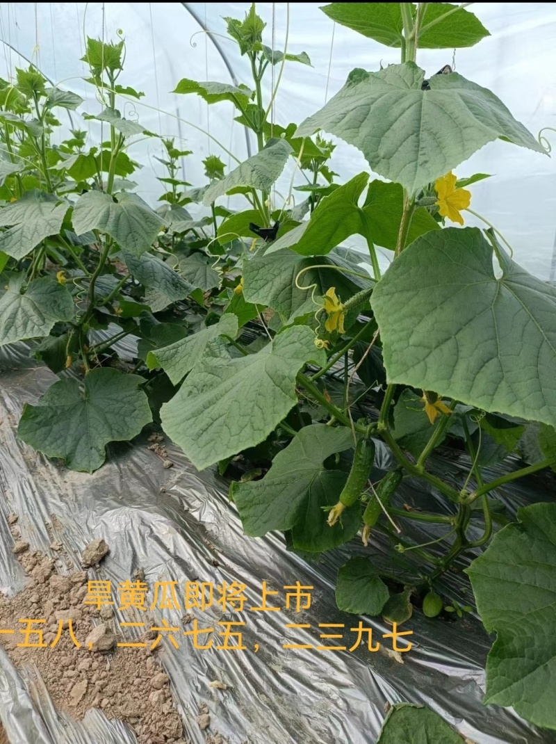 【推荐】《湖北孝感》旱黄瓜，大量上市中，货源充足，现摘现发