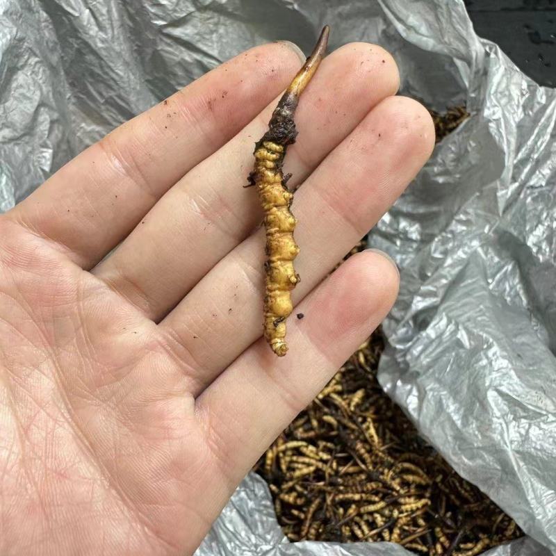 人工养殖仿野生虫草