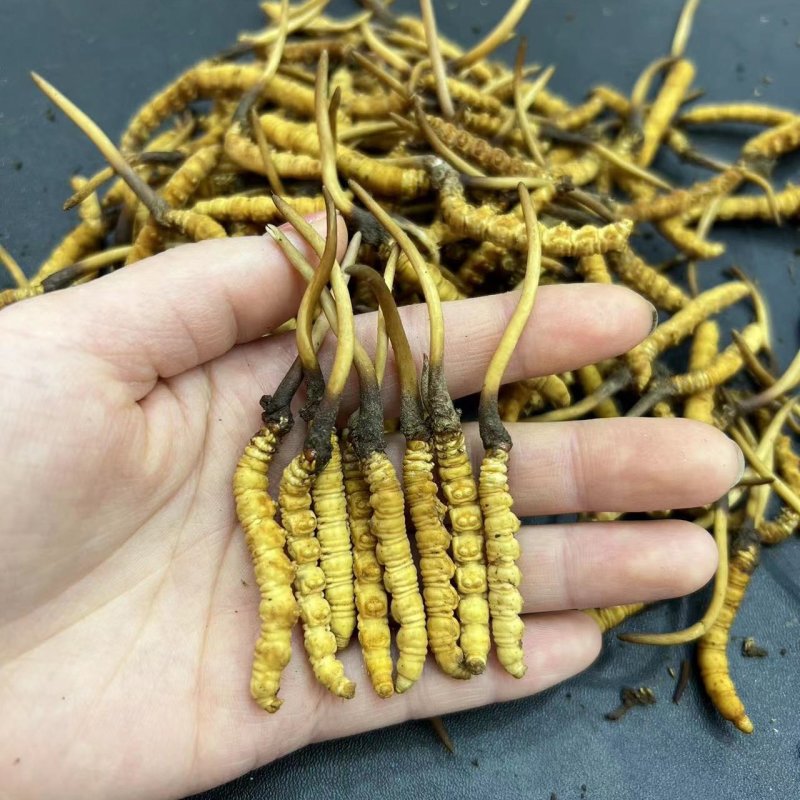 人工养殖仿野生虫草