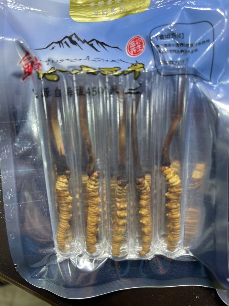 人工养殖仿野生虫草