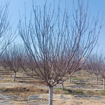 樱花树早樱晚樱规格齐全量大价优，物美价廉