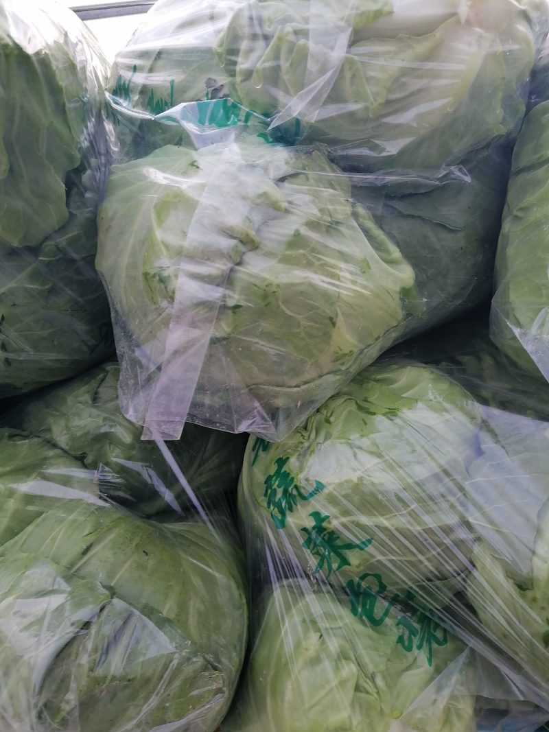 甘蓝菜大量上市有要的老板联系