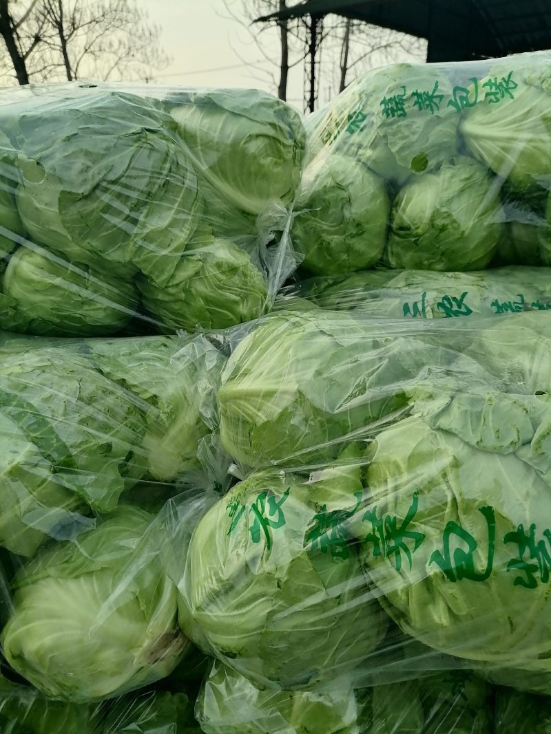 甘蓝菜大量上市有要的老板联系