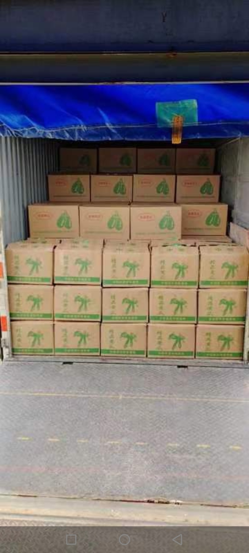 《陕西安康》旱地黄瓜小黄瓜大量上市中，货源充足，现摘现发