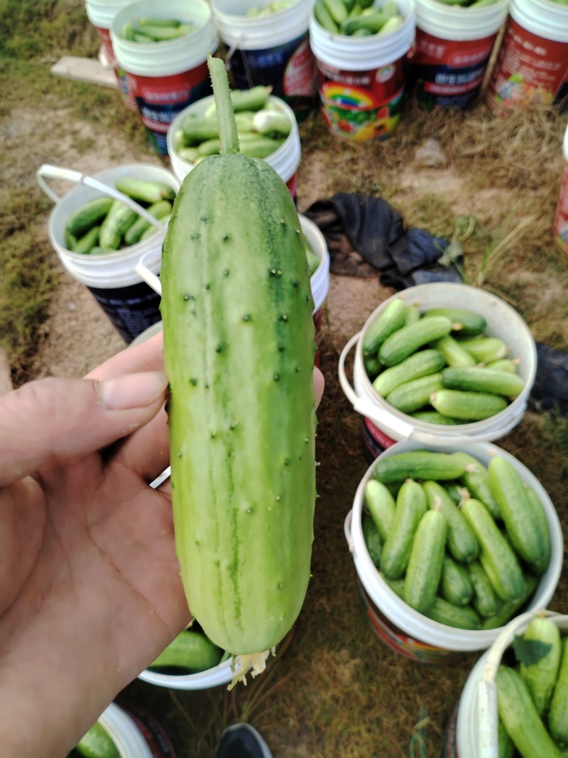 《陕西安康》旱地黄瓜小黄瓜大量上市中，货源充足，现摘现发