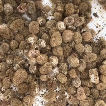 水蛭苗自家孵卵基地水蛭卵茧上门指导技术服务包回收