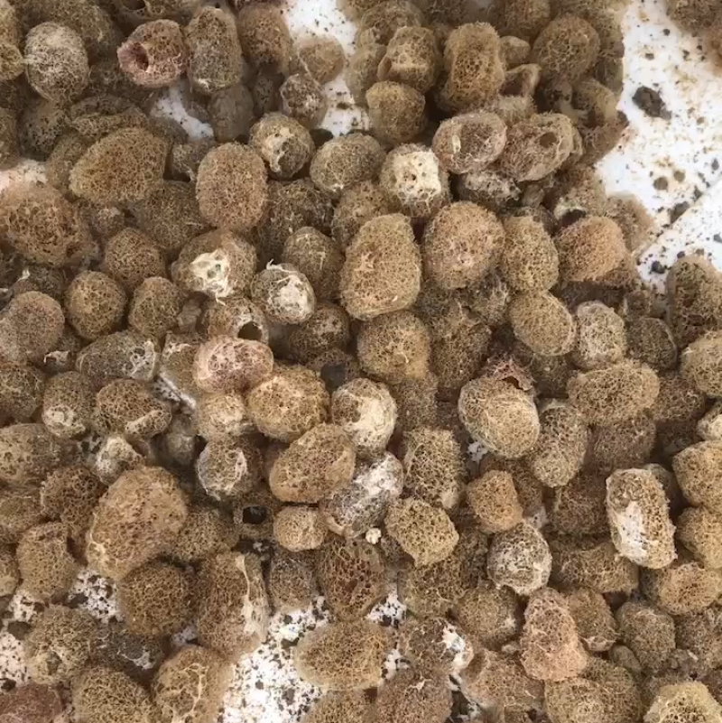 水蛭苗自家孵卵基地水蛭卵茧上门指导技术服务包回收