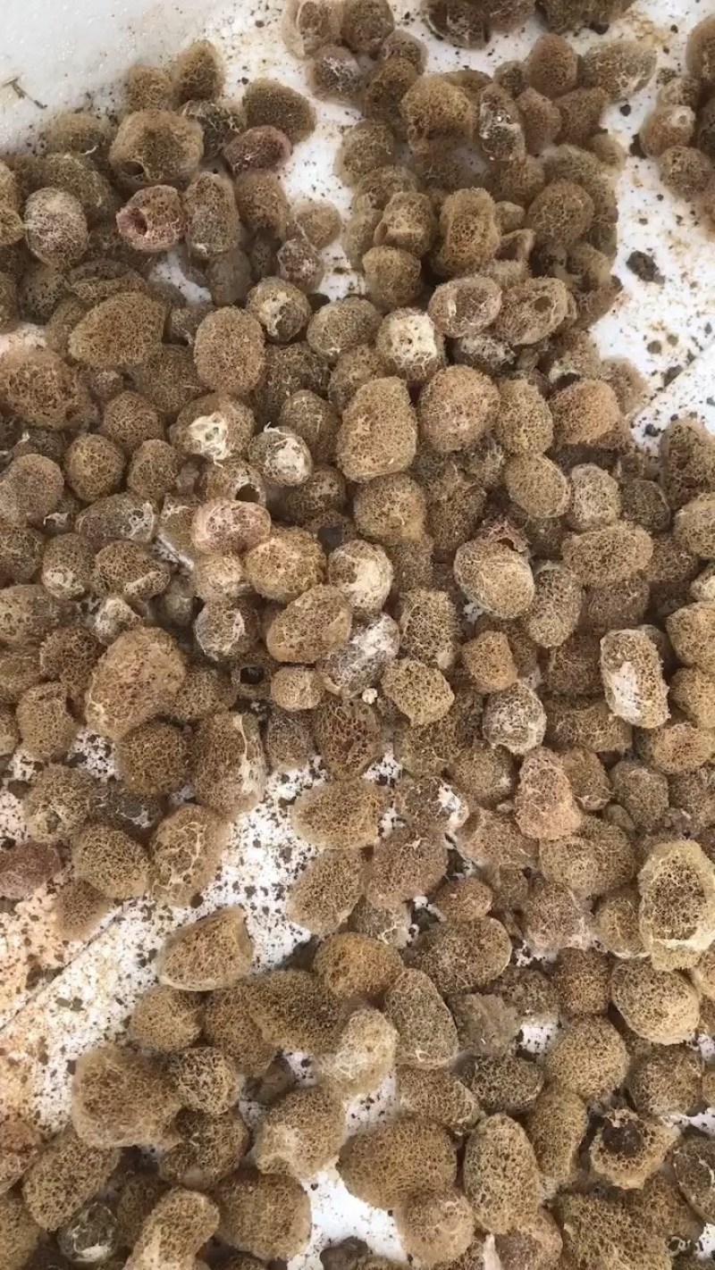 水蛭苗自家孵卵基地水蛭卵茧上门指导技术服务包回收