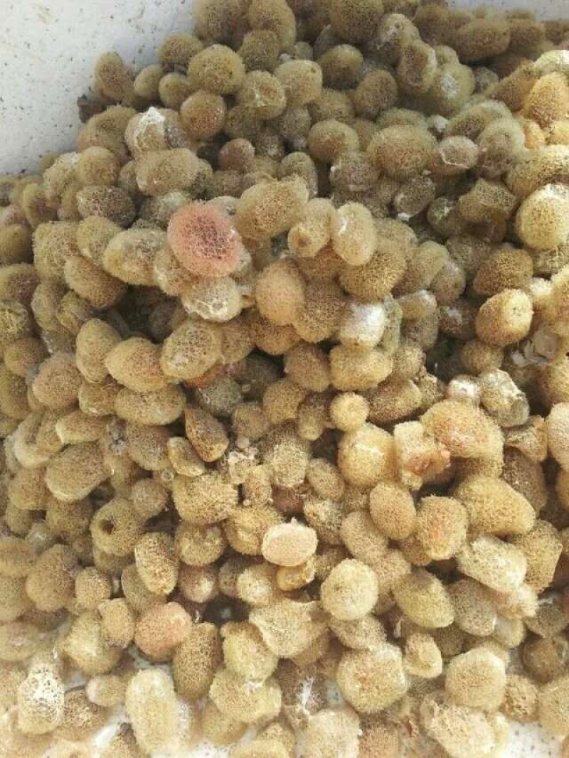 水蛭苗自家孵卵基地水蛭卵茧上门指导技术服务包回收