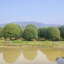 精品桂花基地