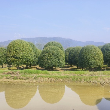 精品桂花基地