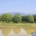 精品桂花基地