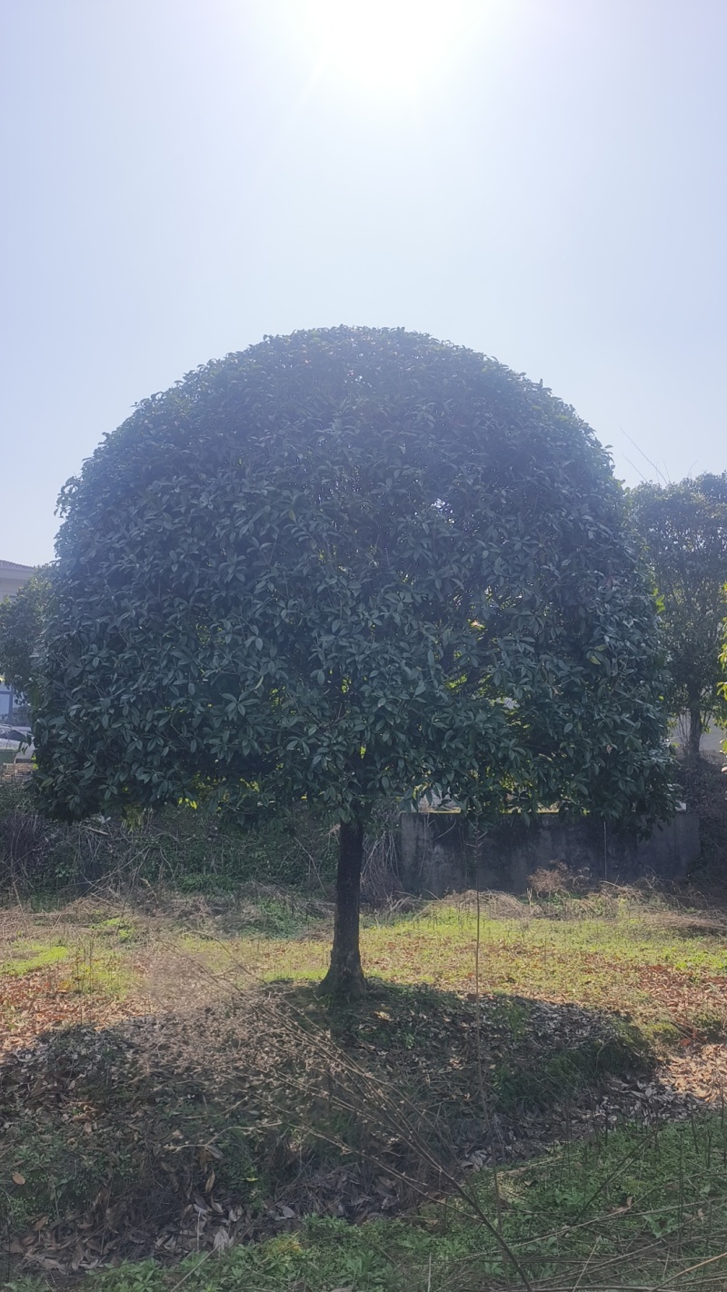 精品桂花基地