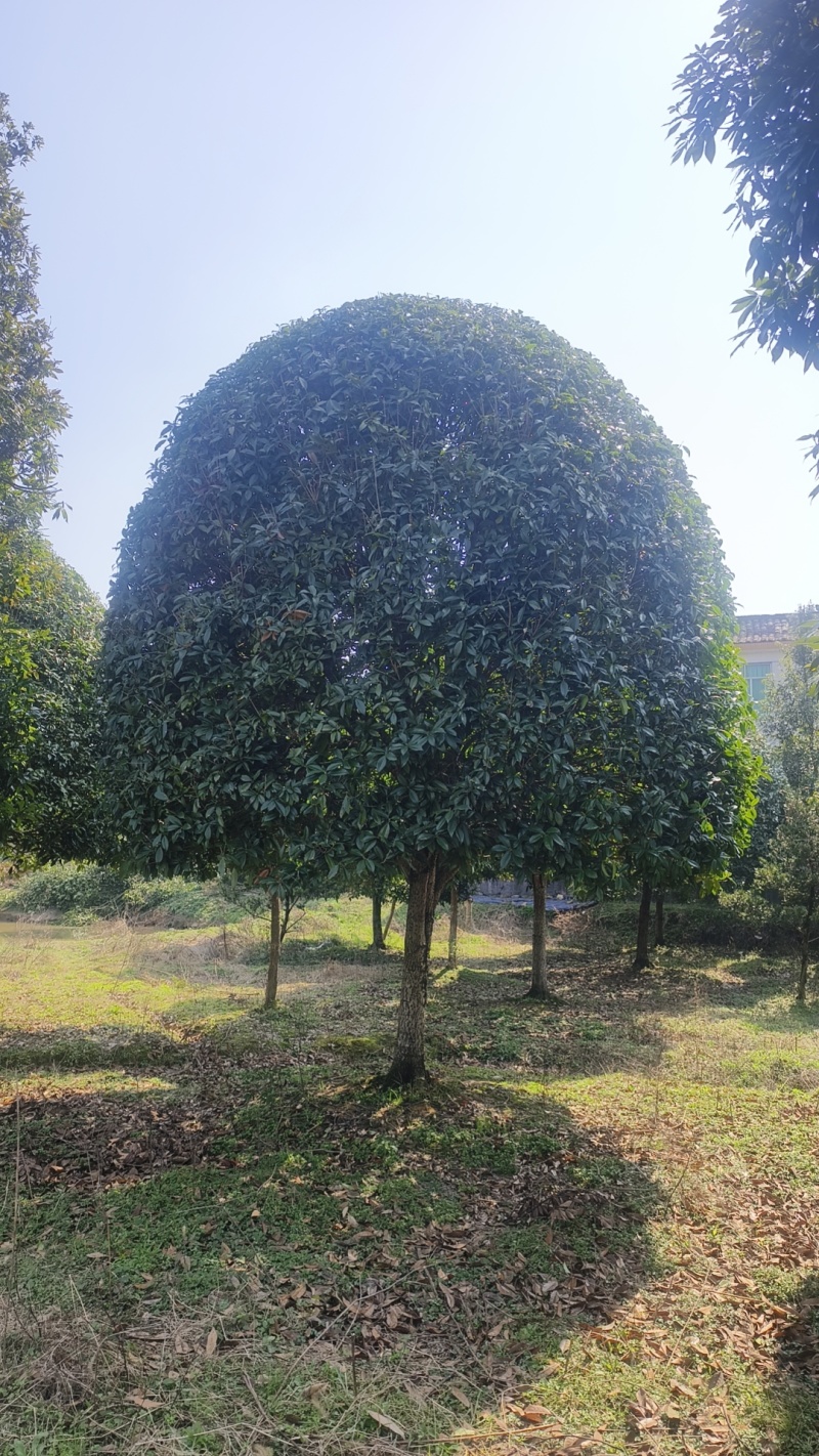 精品桂花基地