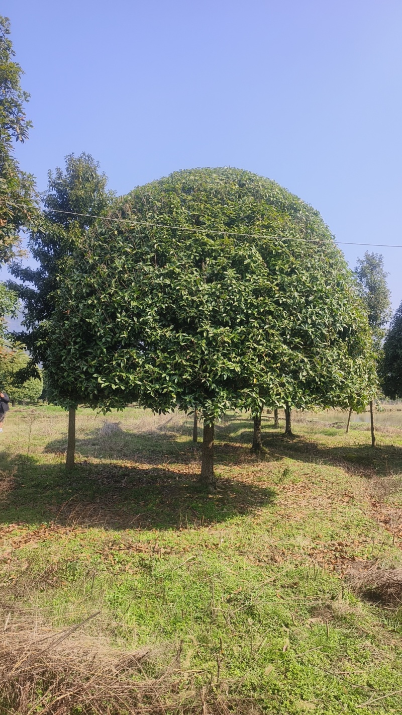 精品桂花基地