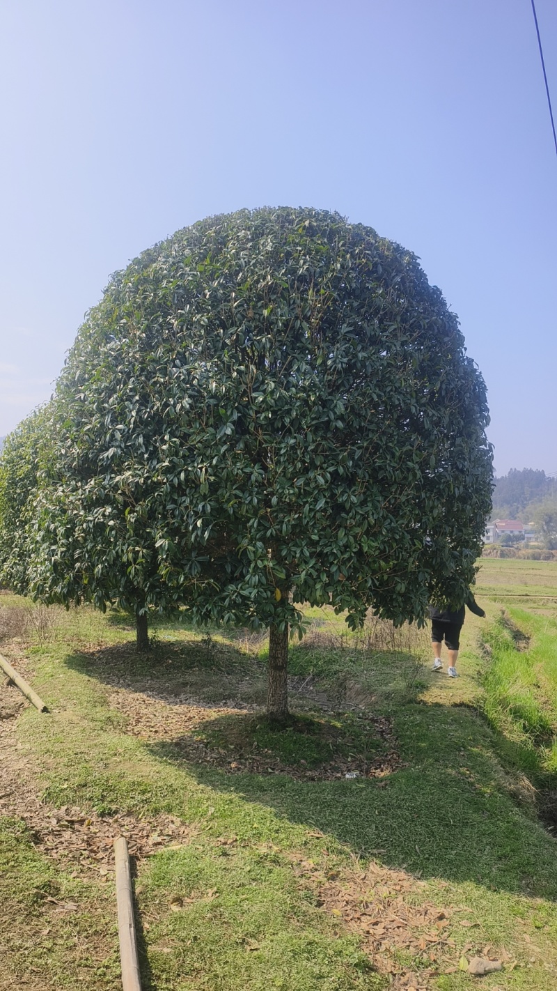 精品桂花基地