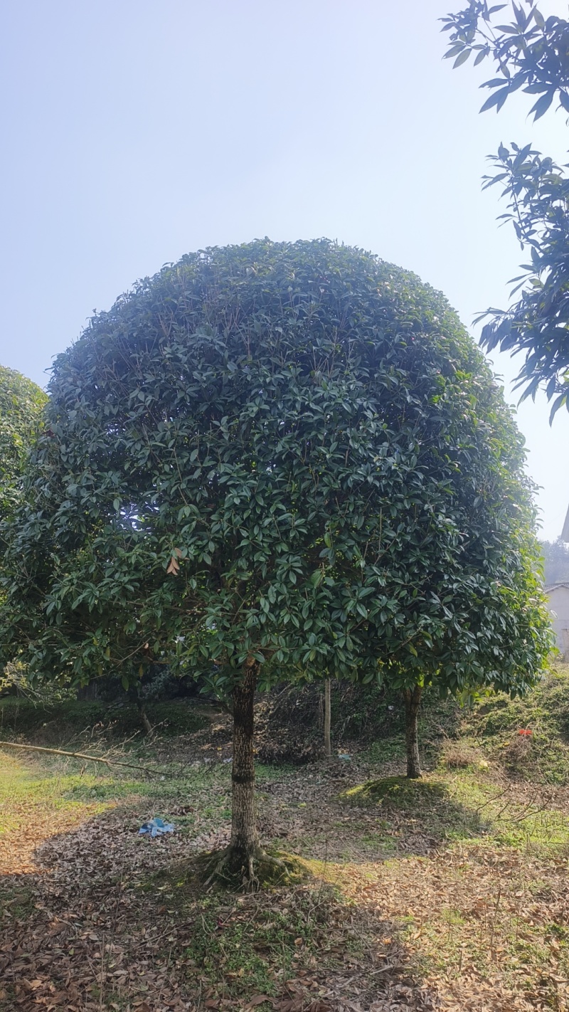 精品桂花基地