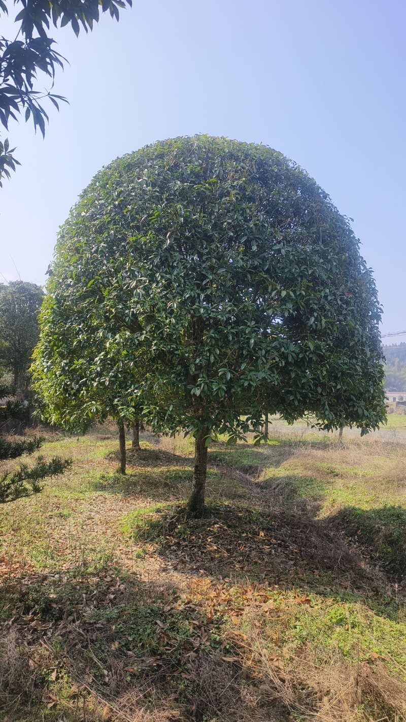 精品桂花基地