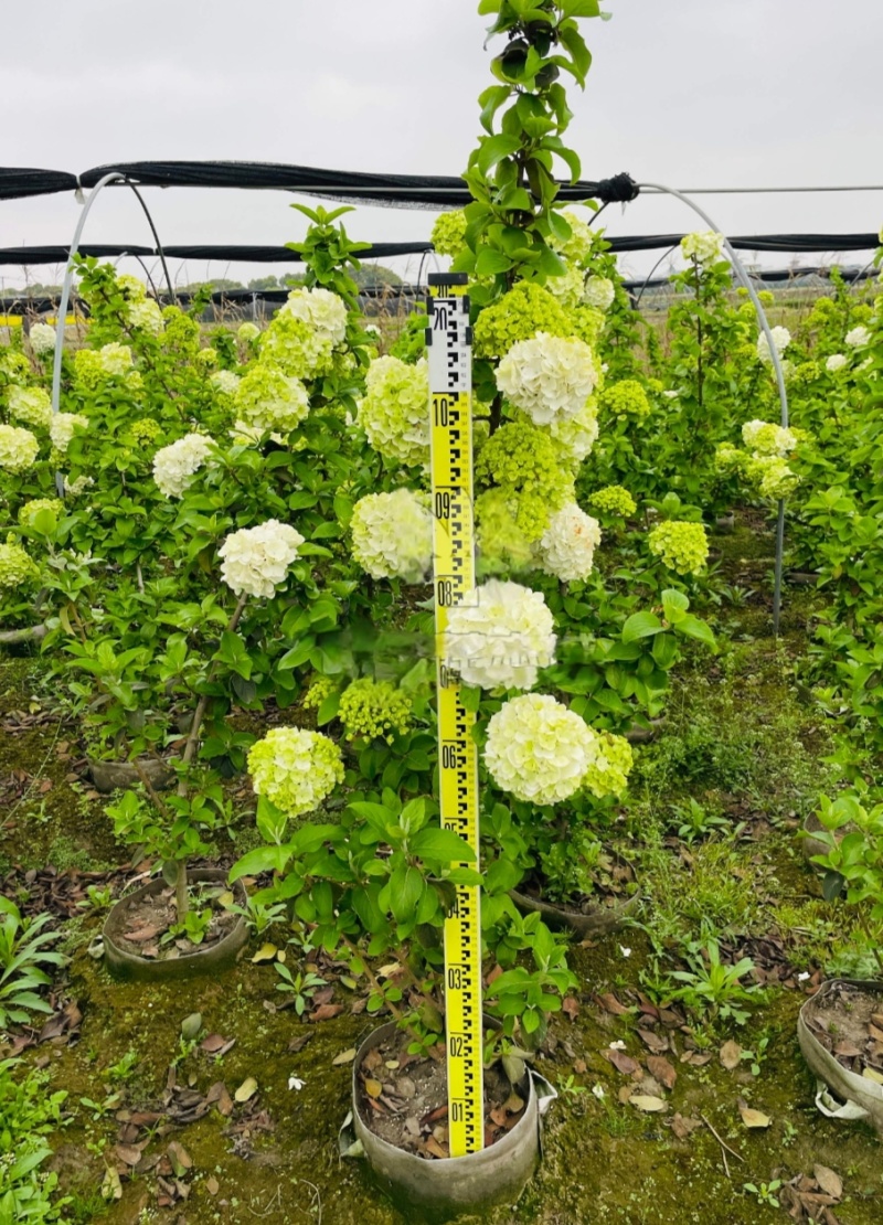 正宗中华木绣球，热销中，规格2一3一4一5公分，欢迎订购