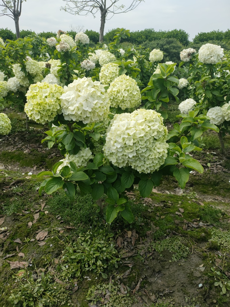 正宗中华木绣球，热销中，规格2一3一4一5公分，欢迎订购