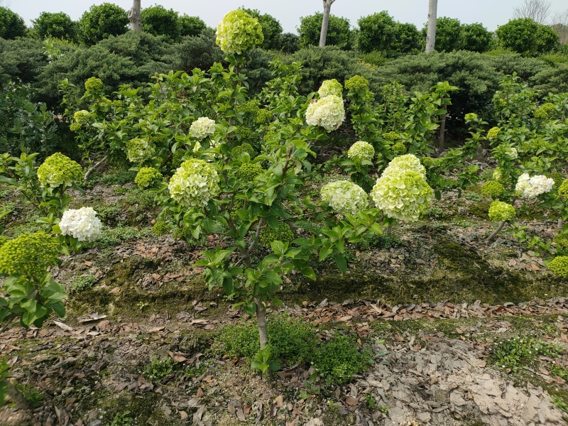 正宗中华木绣球，热销中，规格2一3一4一5公分，欢迎订购