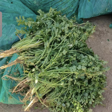 脱水香菜，
