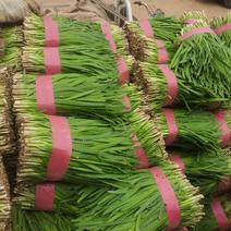 河南省汝州市韭菜大量上市。欢迎各位老板前来订购。