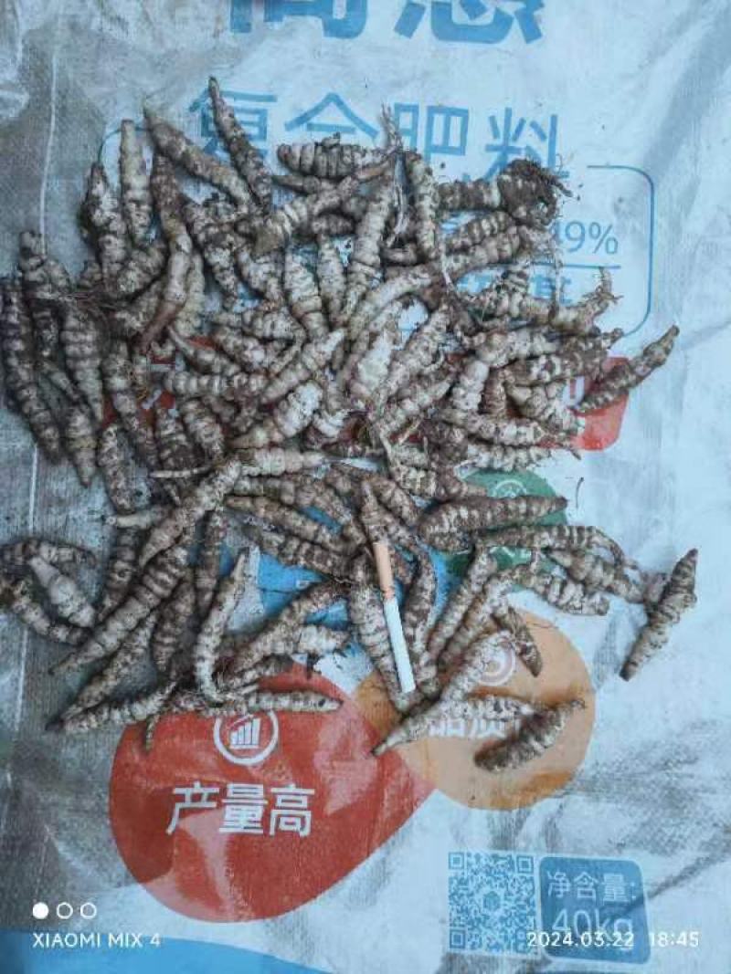 螺丝菜种子