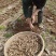 螺丝菜种子