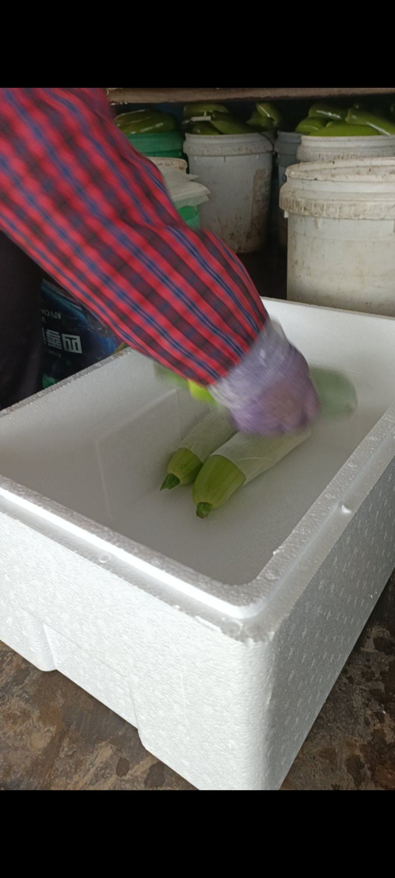 西葫，新鲜西葫，大棚货，暖棚货，绿亮西葫