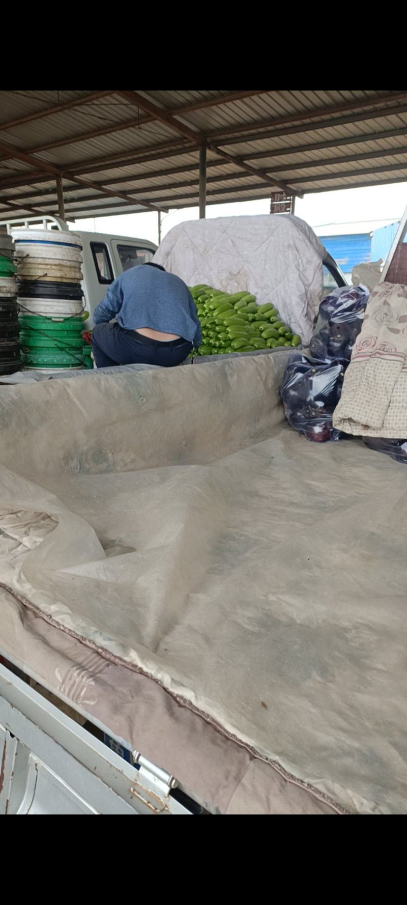 西葫，新鲜西葫，大棚货，暖棚货，绿亮西葫