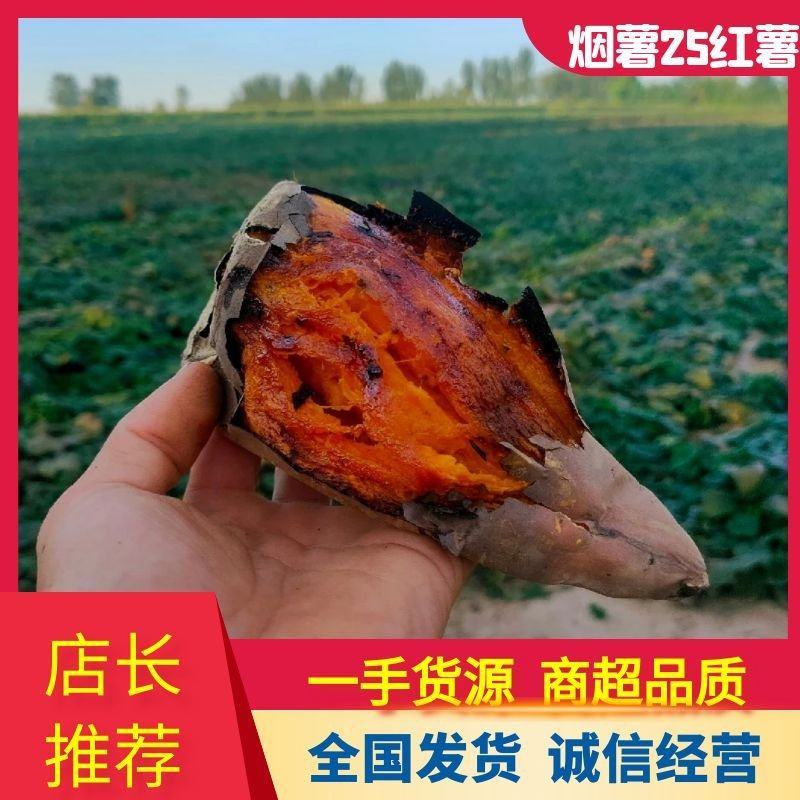 【推荐】山东烟薯25红薯一手货源对接市场商超电商量大价优