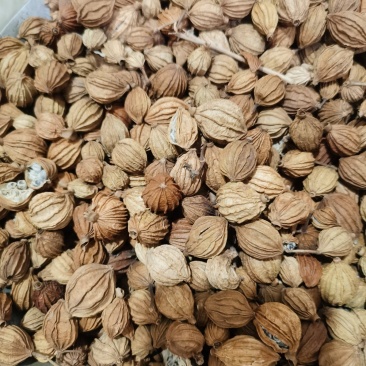 香砂新货香砂各种香料中药材批发零售