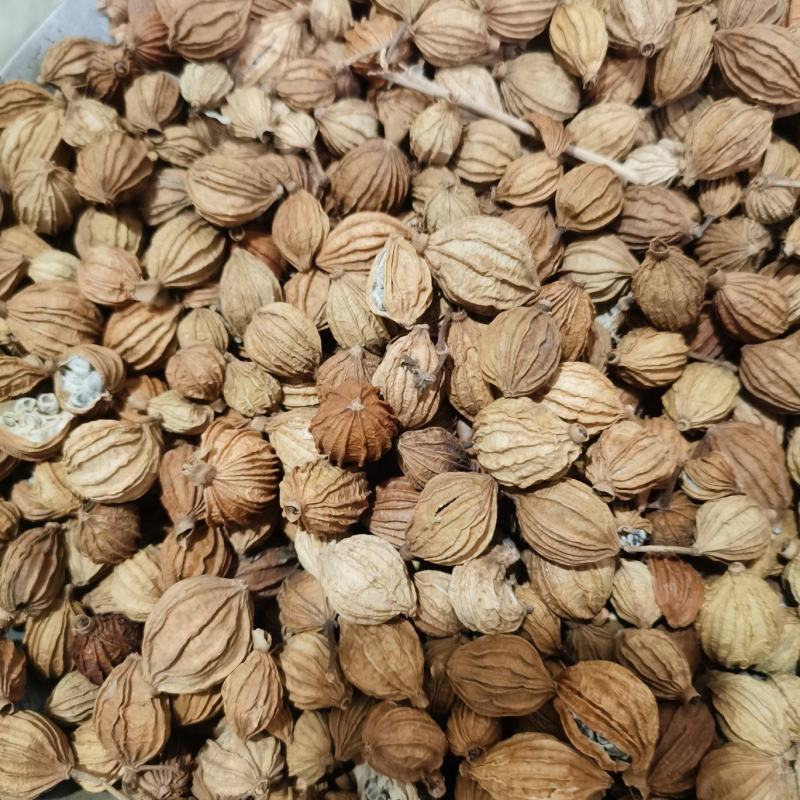 香砂新货香砂各种香料中药材批发零售