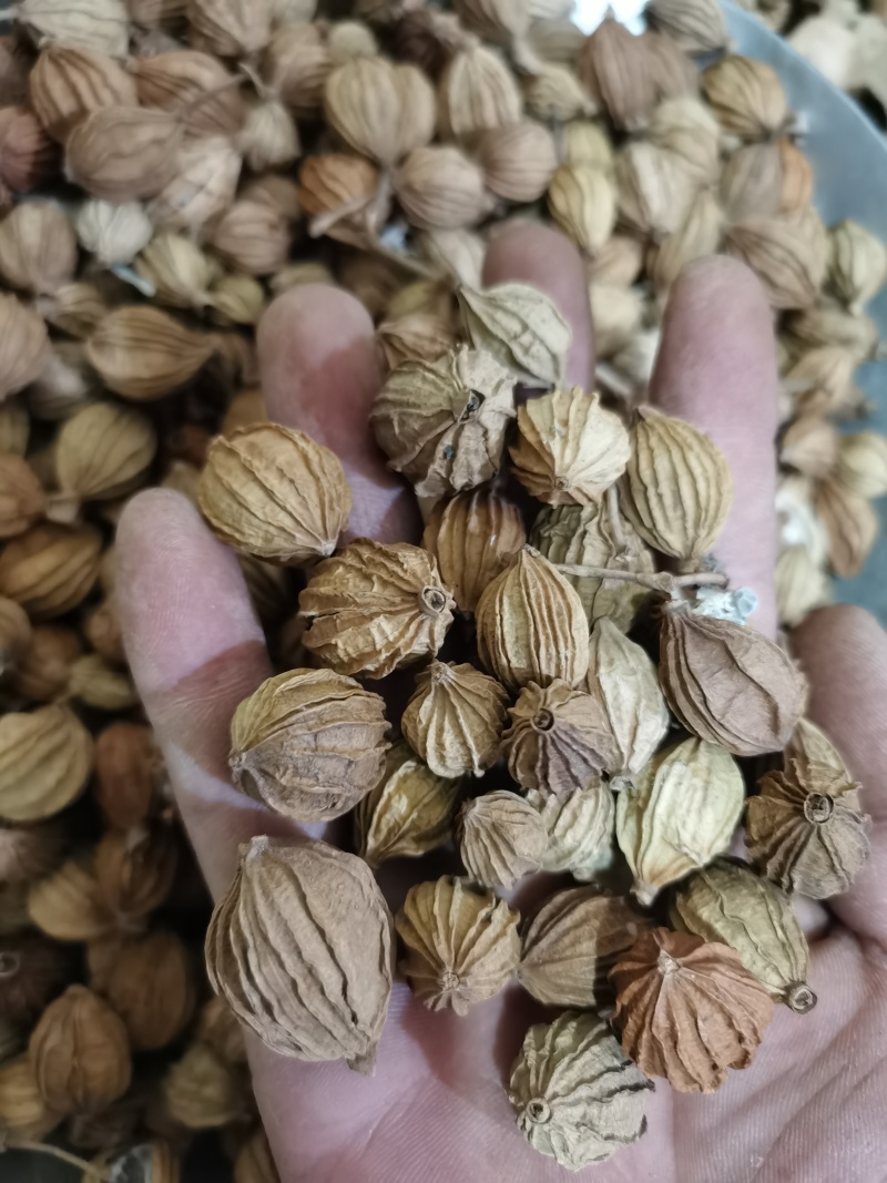 香砂新货香砂各种香料中药材批发零售