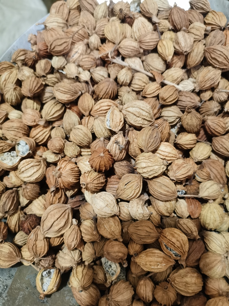香砂新货香砂各种香料中药材批发零售
