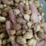 香砂新货香砂各种香料中药材批发零售