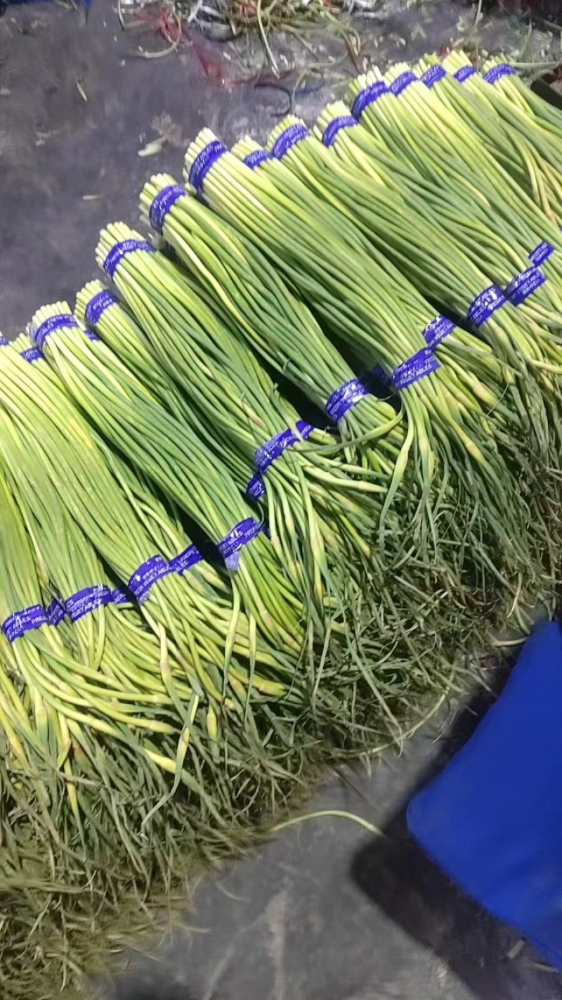 红帽蒜苔产地直发，价格便宜量大从优欢迎咨询