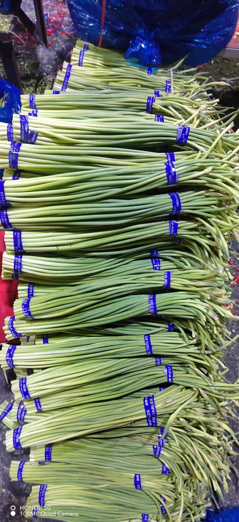红帽蒜苔产地直发，价格便宜量大从优欢迎咨询