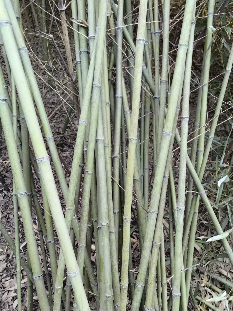 竹竿，竹架杆，竹子