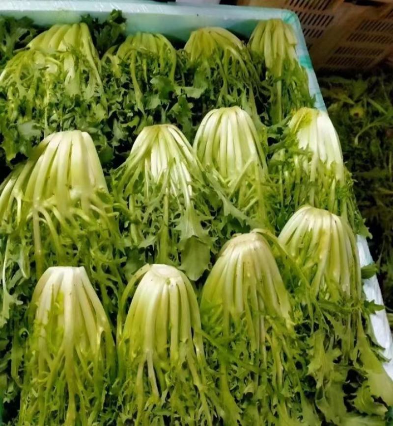苦菊