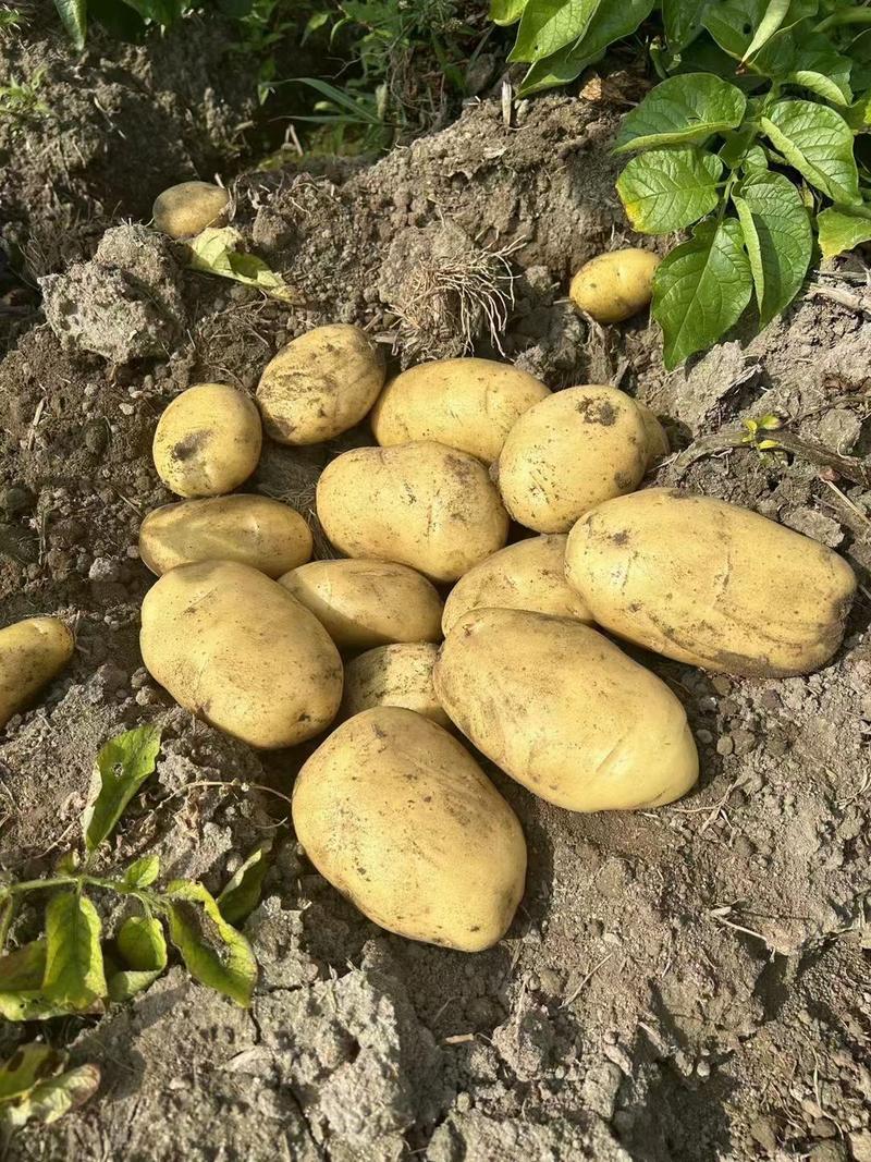 精品黄心土豆产地直发品质保证量大从优欢迎联系