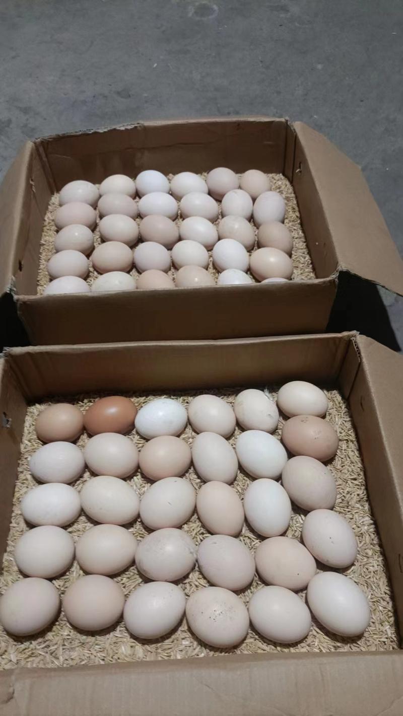 【散养】土鸡蛋恩施富硒自己养殖品质保证60个起包邮