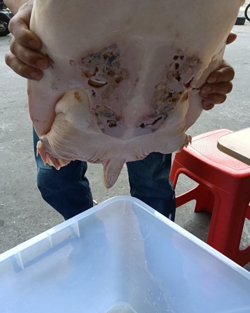 甲鱼