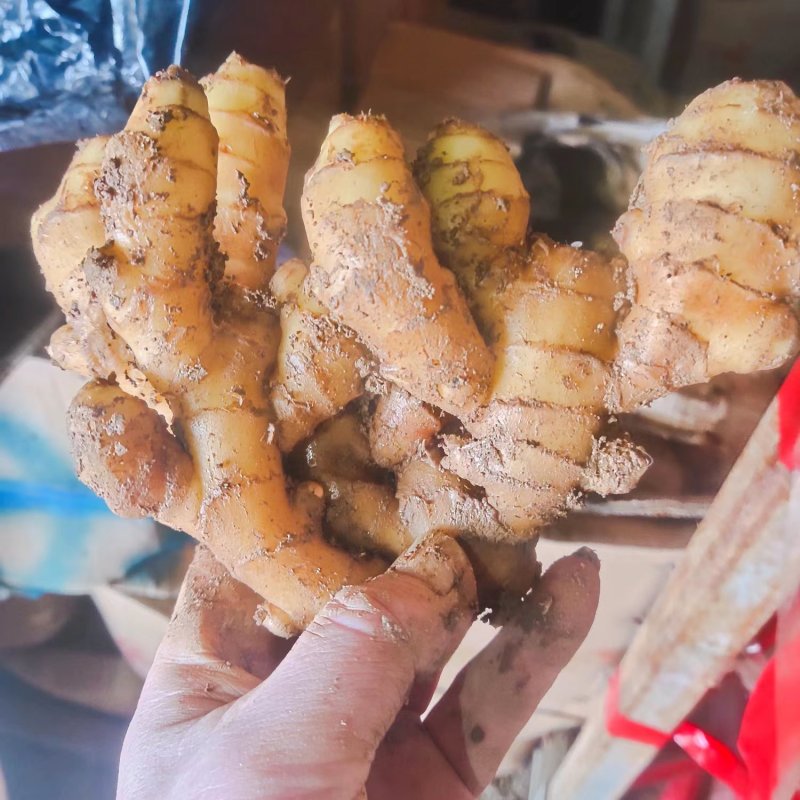 小黄姜山东窖藏小黄姜小姜品质好常年出售生姜一手货源