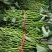 原种脱毒红薯苗济薯苗25，26基地供货，欢迎电联
