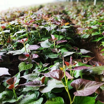 二代小花叶紫薯苗优质脱毒紫薯苗，基地直供，保证质量
