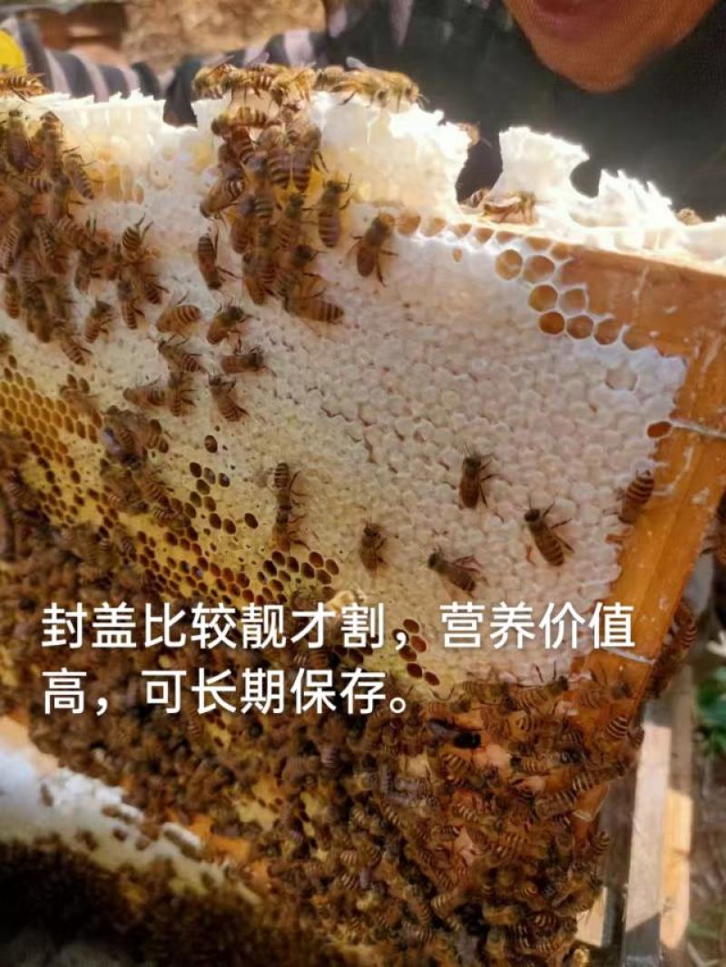 深山土蜂冬蜜（鸭脚木蜜）