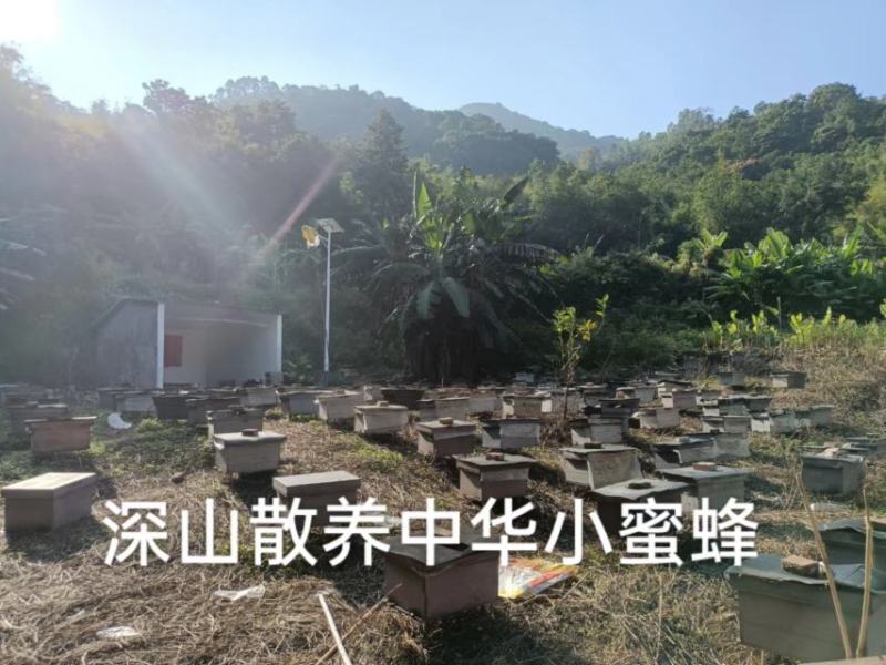 深山土蜂冬蜜（鸭脚木蜜）