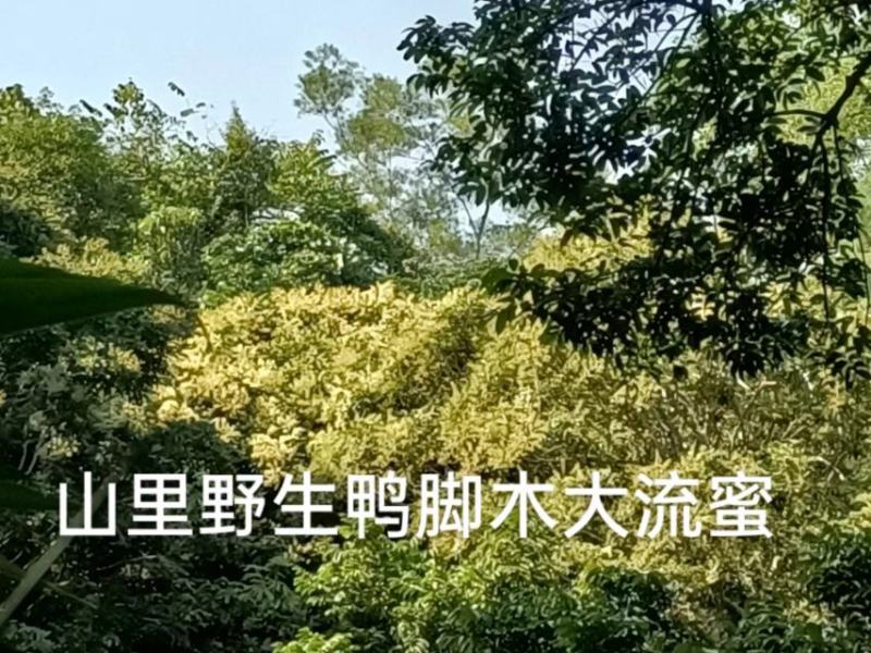深山土蜂冬蜜（鸭脚木蜜）